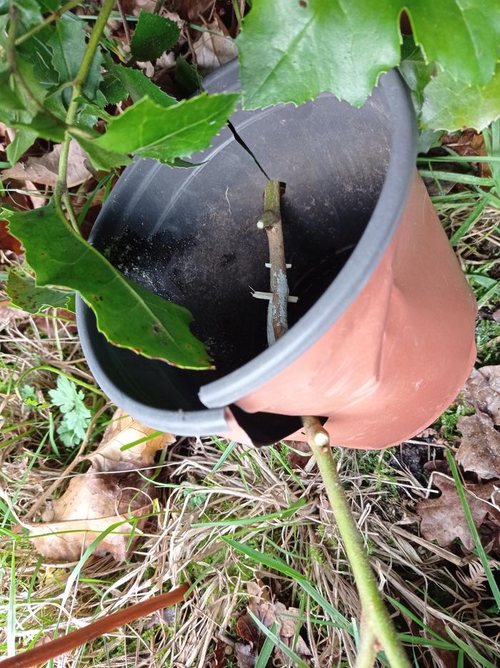 Gevuina avellana plant propagation stem in plant pot