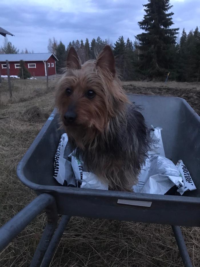 Dog in a wheelbarrow