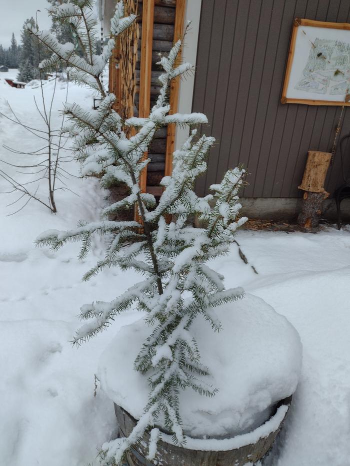 Fresh snow