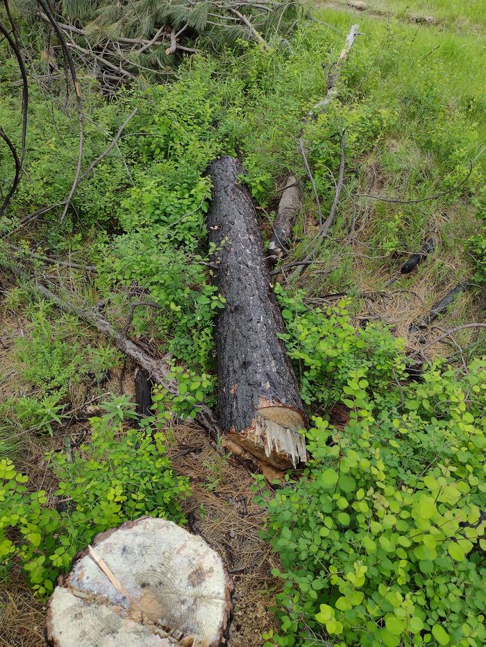 Should it be a log picnic table or log bee hive? 