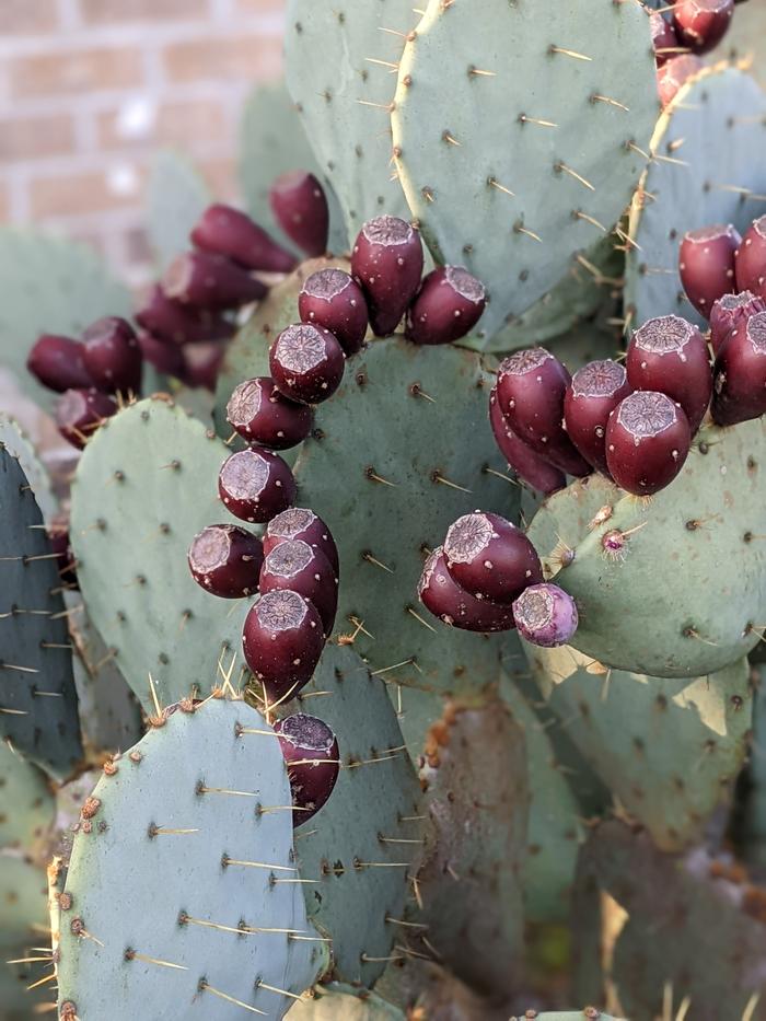 Prickly Pear Cactus