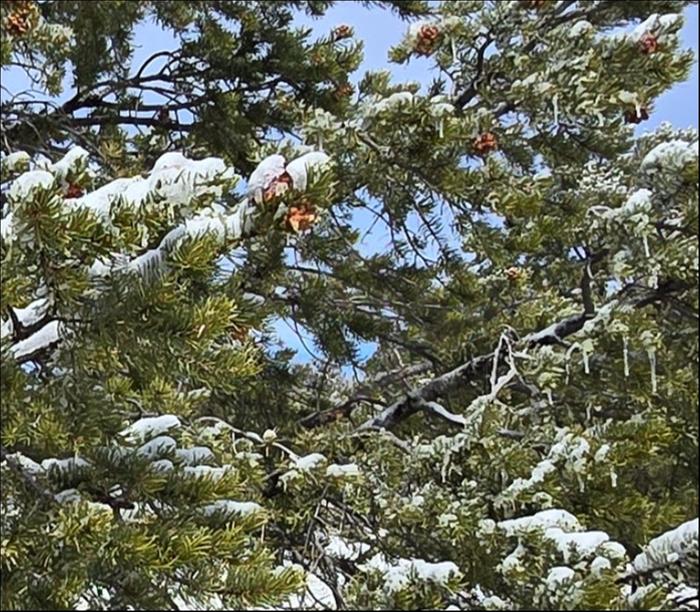 Pinon pine in snow - Lif Strand photo