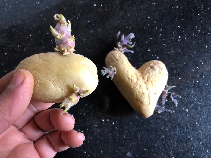 chitting potatoes when why and how