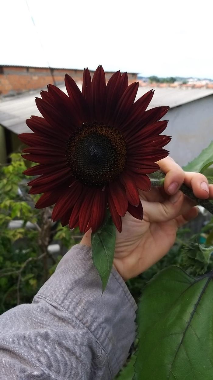 dark sunflower