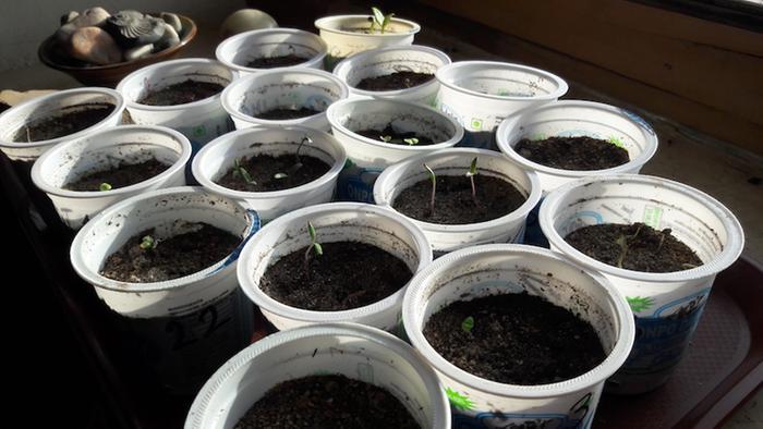 Seedlings in a sunny window for the day