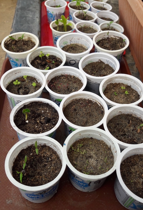 Seedlings sunning in the greenhouse during the day