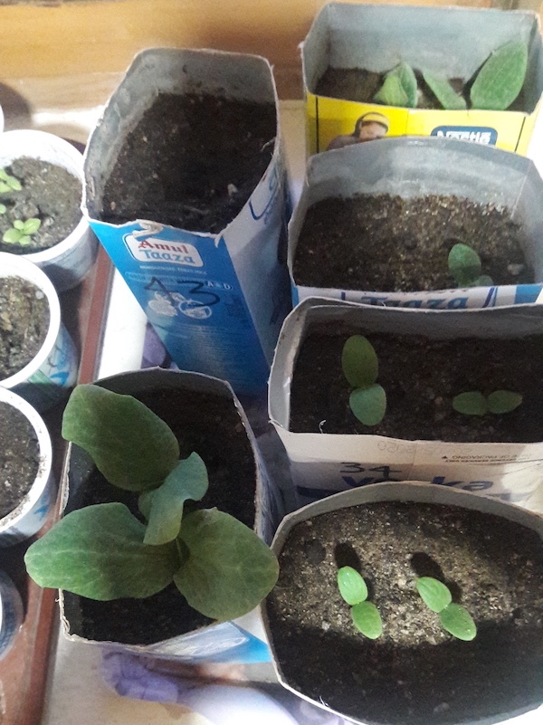 Squash and melons sown in tetrapaks that can be torn off for planting out