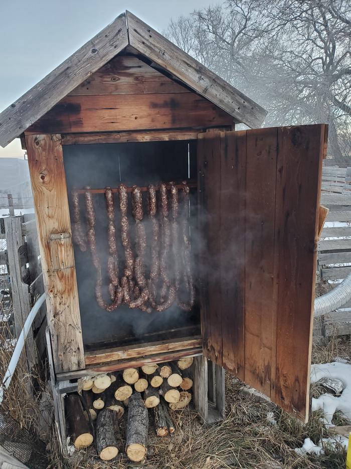 Deer sausage in cold smoker