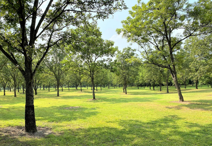 Pecan-tree-Farm