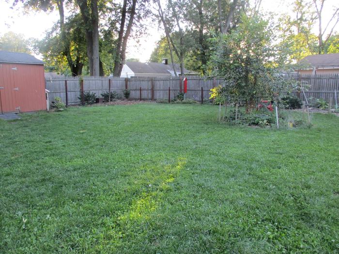 edible lawn for rabbits