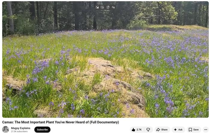 Field in April in Camas, WA from video above