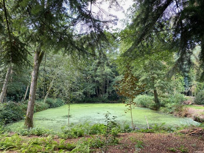 pond-duckweed-trees