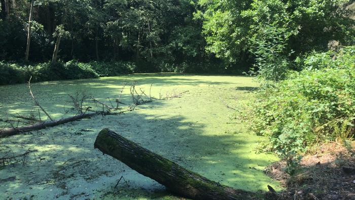 pond-submerged-pinetree