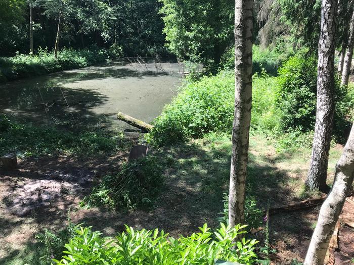 rejuvenating-dead-pond-before