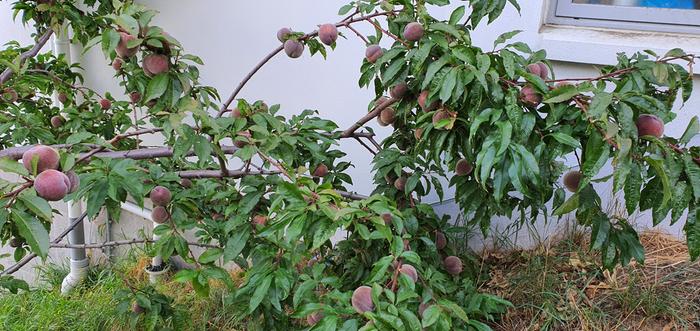 Blackboy peach tree in fruit at 11 years