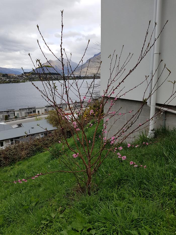 Blackboy peach tree in blossom at 5 yrs