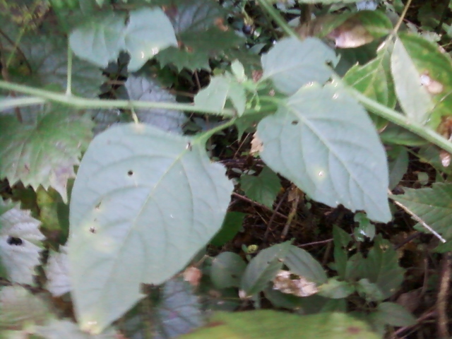 [Thumbnail for 0906121812.jpg]