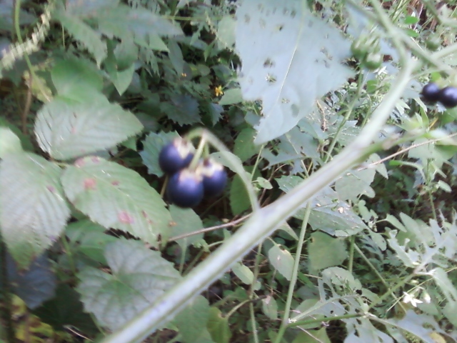[Thumbnail for 0906121813.jpg]