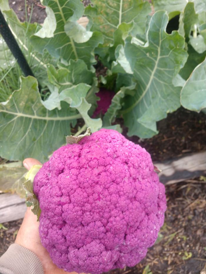 pink-cauliflower-graffiti