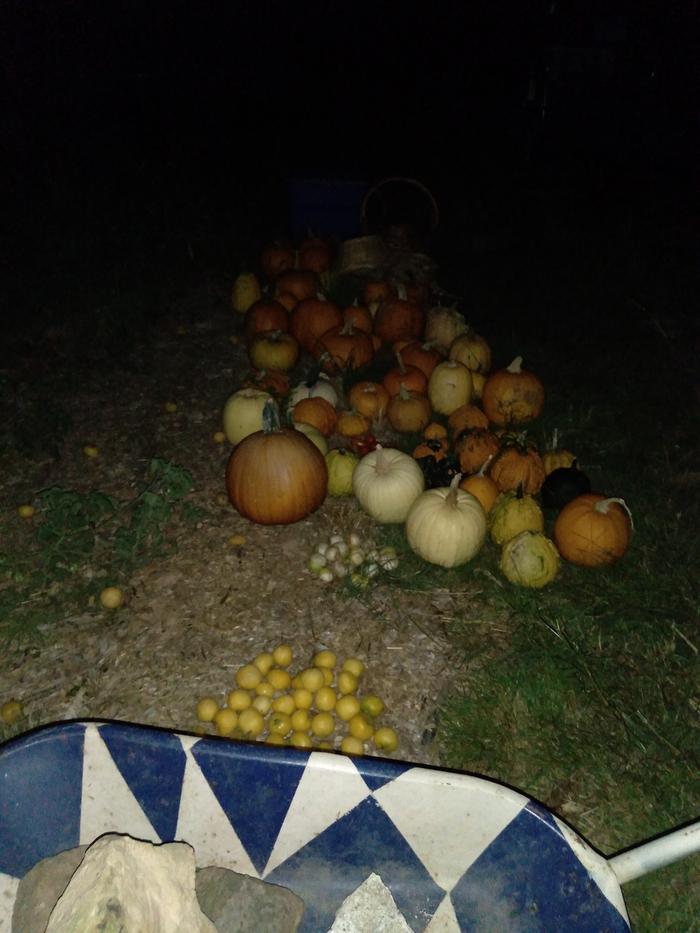 One night in my garden harvesting decorative pumpkins, yellow tomatoes for seed, and moving rocks in my painted wheel barrow
