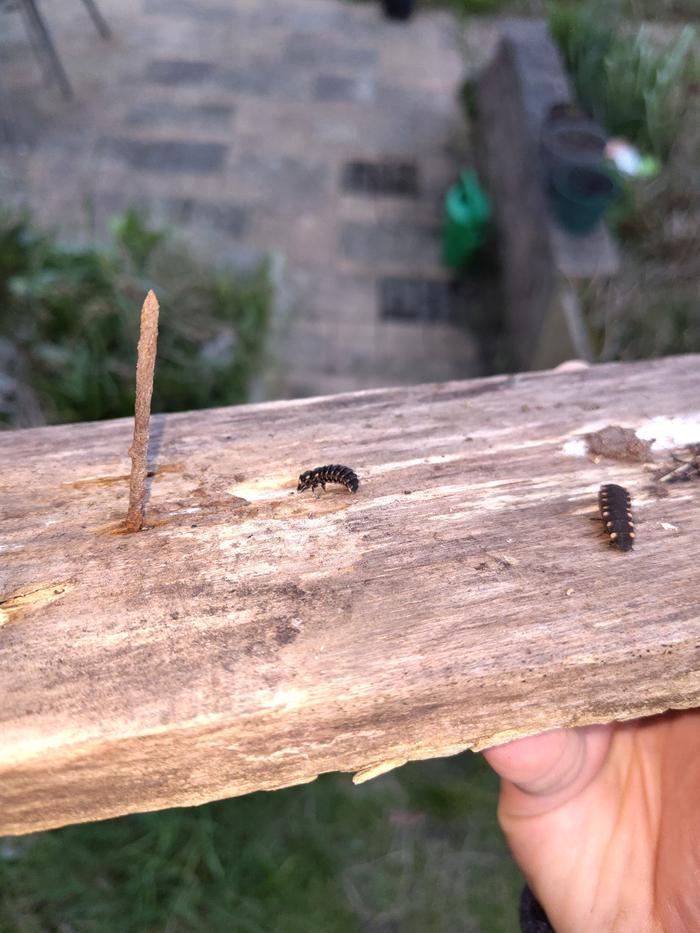 Glow worms hidden under a plank