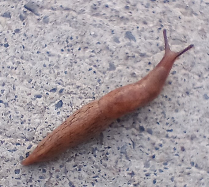 Milky Slug (Deroceras reticulatum) 