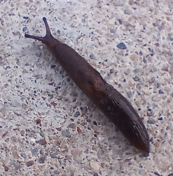 slug