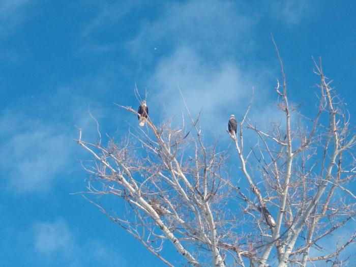 Most people have robins and starlings in their front yard but not these folks. 