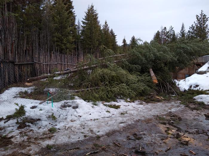 Trying to incorporate conifers into a food forest is a lot like losing your bands bassist and drummer and substituting them with random jake brakes off the I