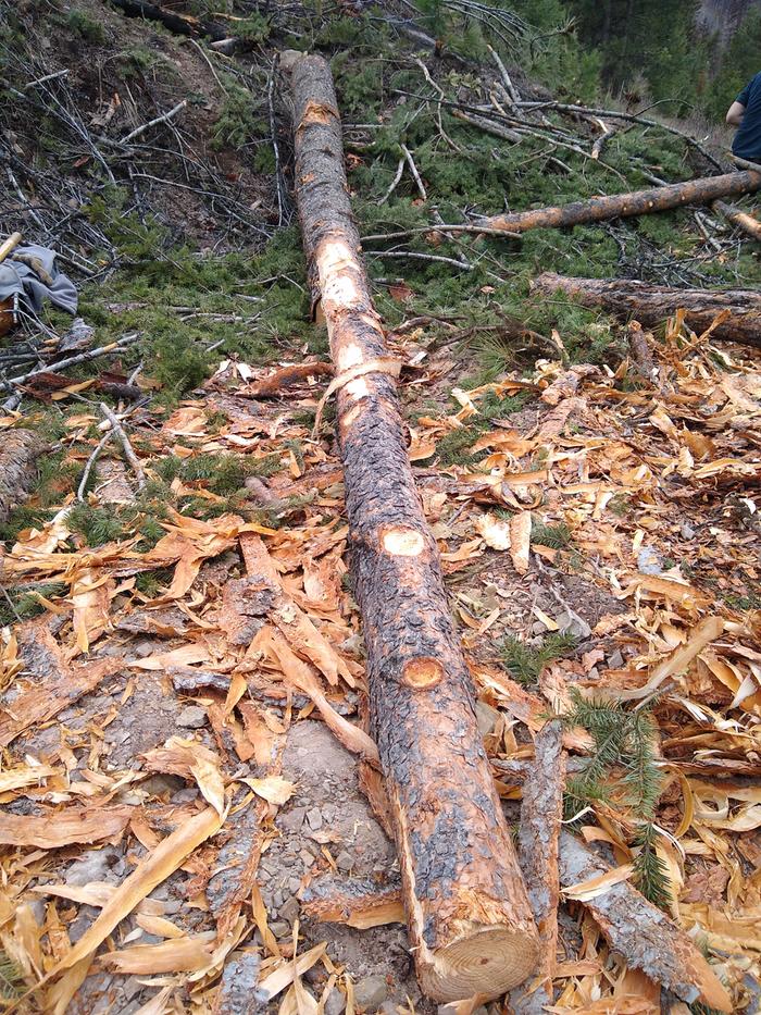 Oddly enough iv yet to do any log peeling until today. I must have been too busy shoveling schist. 