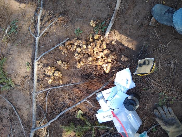 Sunchoke jackpot. Some go back as seed and some go in the pan or pot.