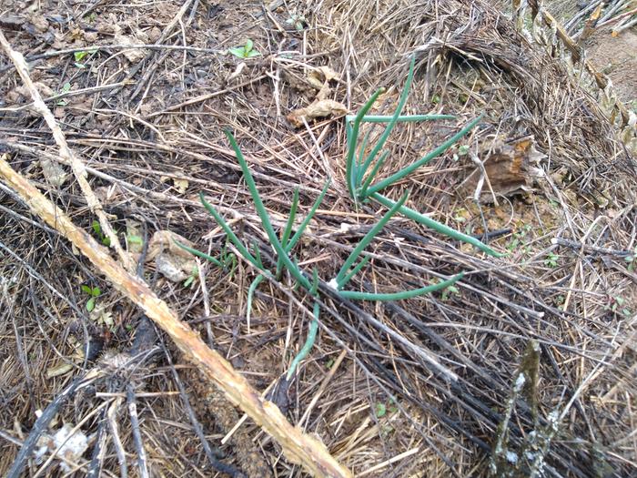 No shortage of walking onions. Add sunchokes and that's a decent meal.