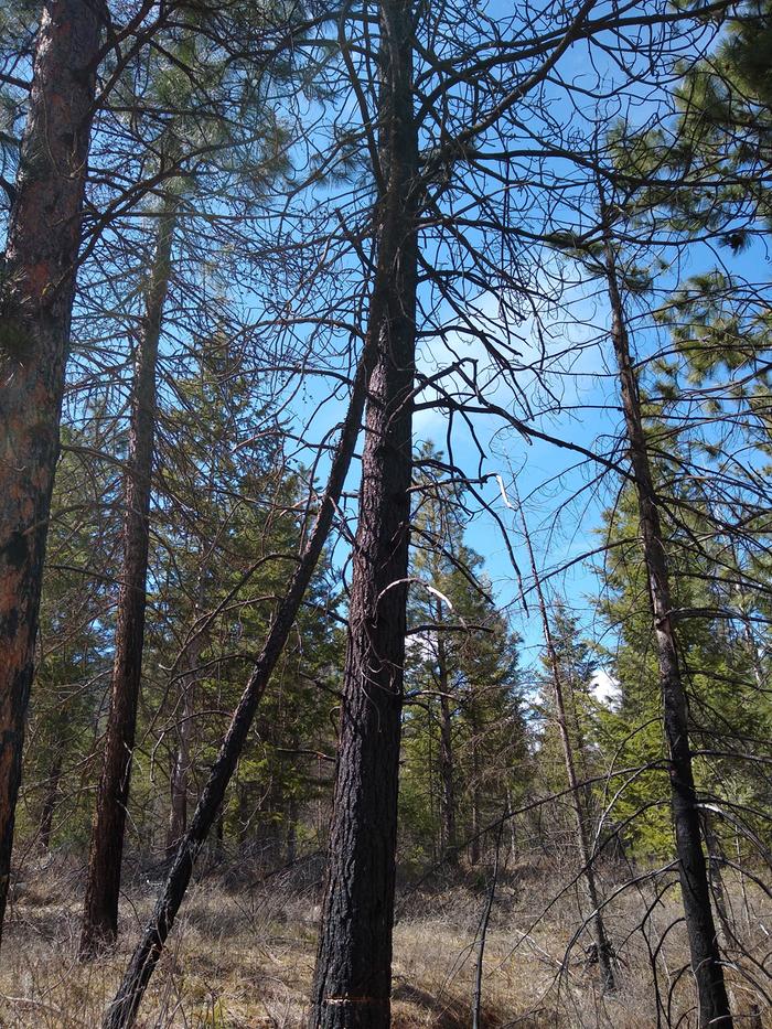 It was 'mostly' dead standing.. And also shading out another bigger conifer. 