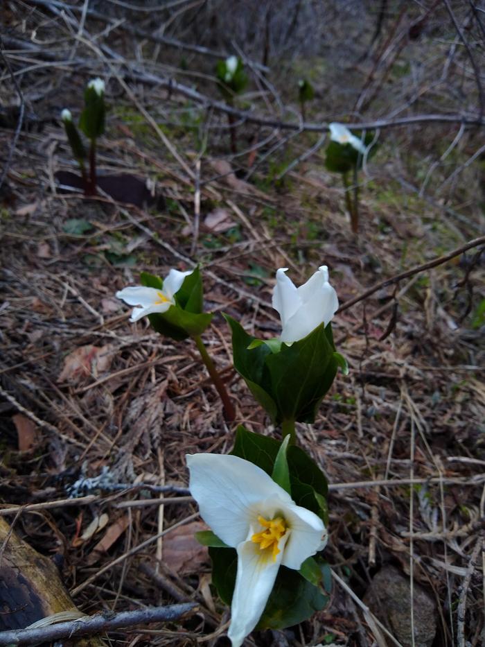 Trillium, I think.