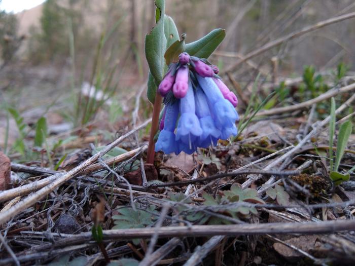 Wild hyacinth?