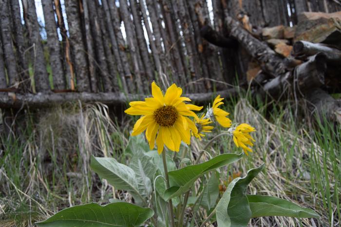 arrowleaf balsamroot 