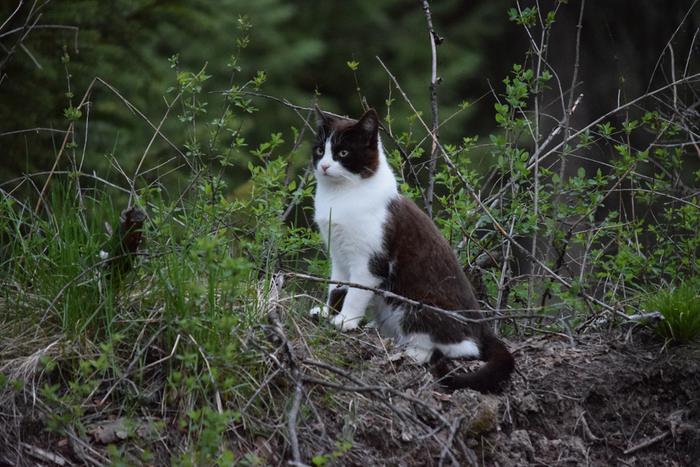 evening cat walk with the pride