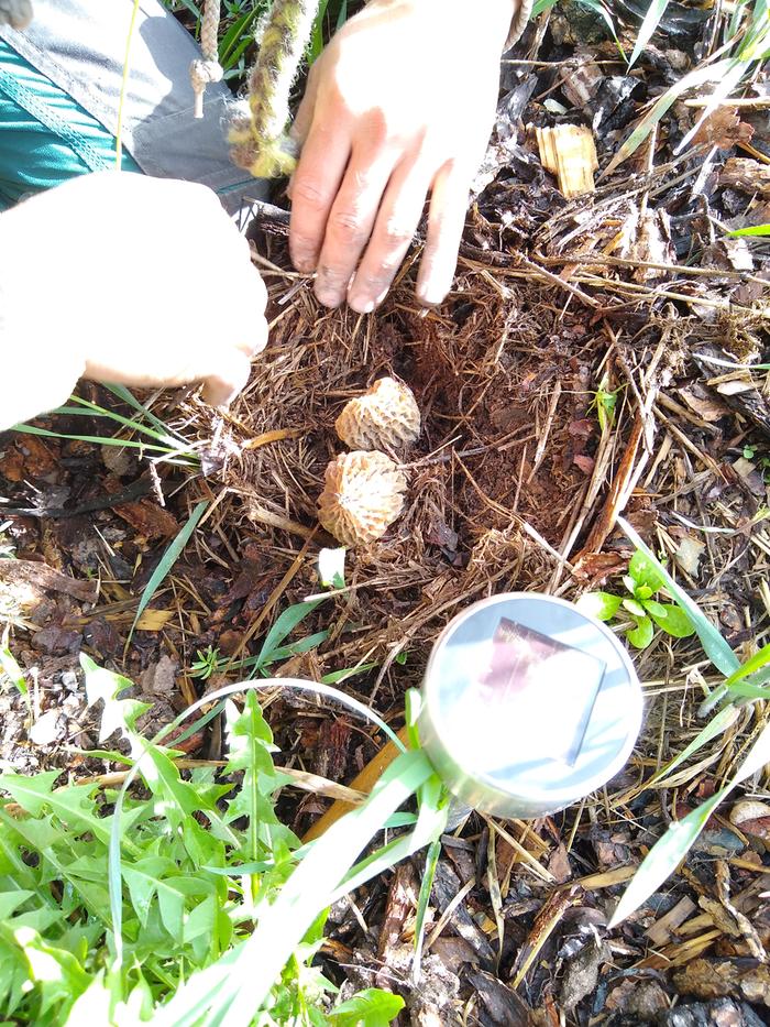 It's that time and the great morel search is on. Get them before the deer, elk and everything else does. 