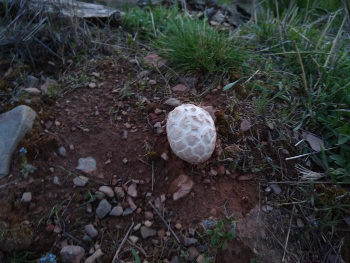 Strange looking golf ball shroom. Growing on a ground squirrel hotel. Maybe something about their ecology encouraged it to grow there.