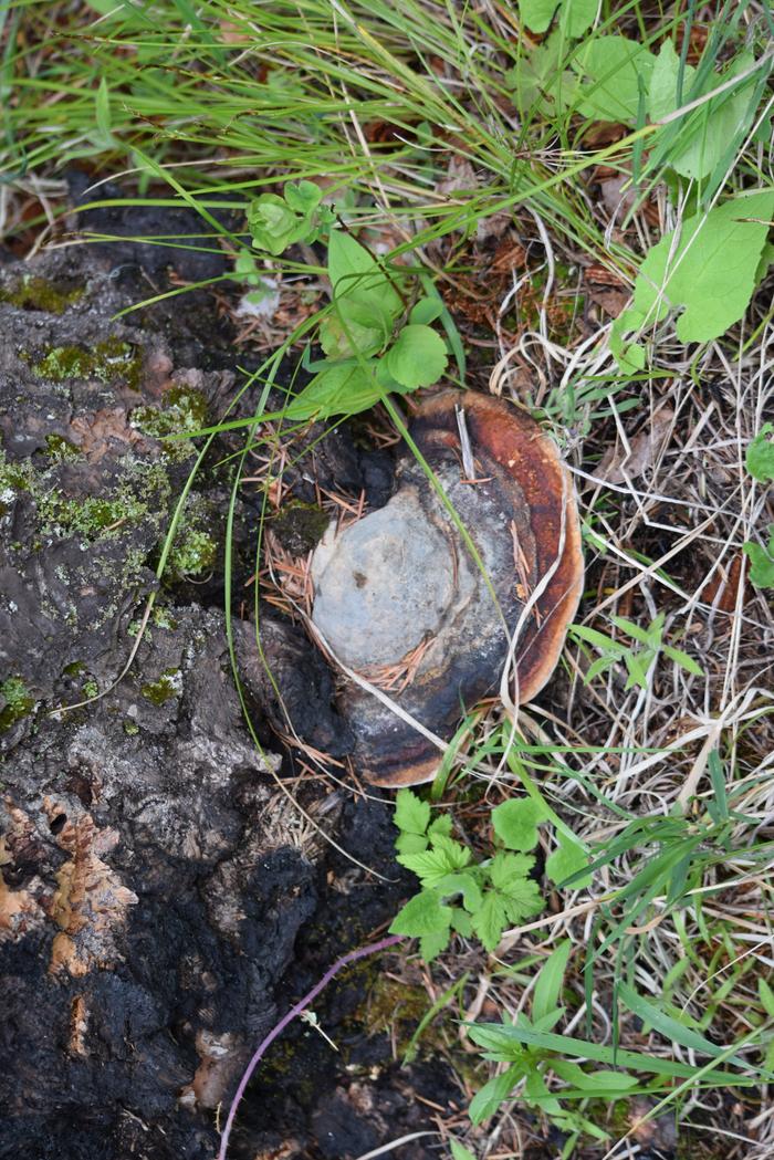 Saw several of these and didn't take any but wondered if it might be chaga