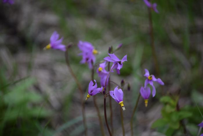 yellow white and violet.. cool