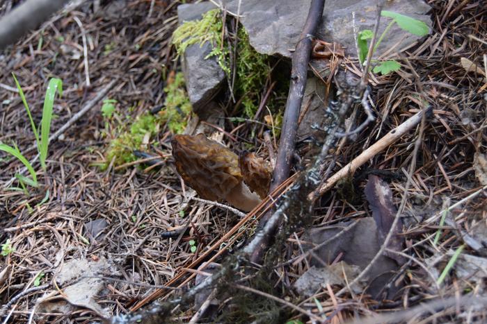 I've got a fever and the only perscription is morels! 