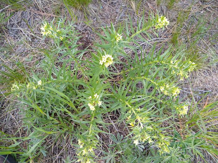 Thanks to G for helping me identify this western gromwel plant.. 