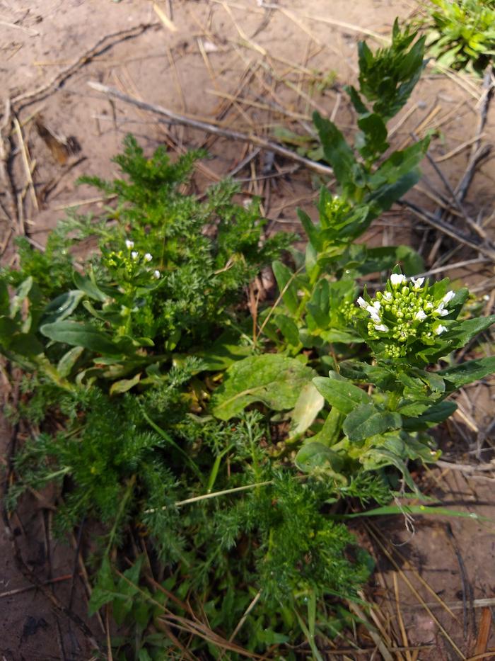 Couple things in there but the flowering bit's a pennycress of some kind I think. 