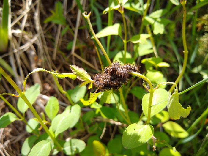 Not sure whether to be terrified or amazed a ball of thorny caterpillars.