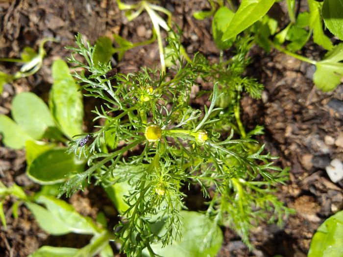 The infamous pineapple weed, I'll admit I buckled and am using an app for that...