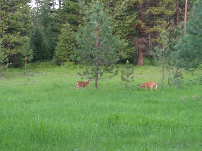 A couple healthy young bucks growing their weapons under the spring velvet. 