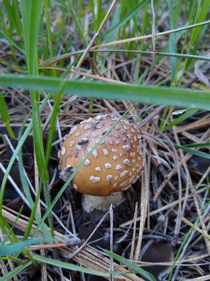 There was a patch of these amanita bad boys but this one was the prettiest. 