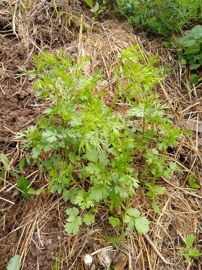 Lots of happy cilantro just about ready to start harvesting