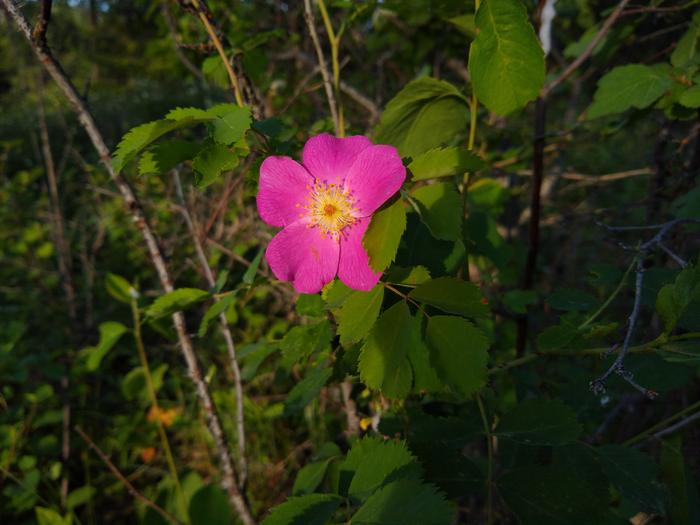 Time enough to see the wild rose and even smell it.. Nice!